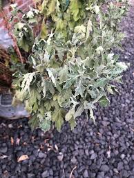 Image result for Artemisia gmelinii