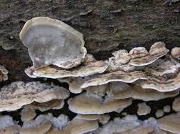 Attēlu rezultāti vaicājumam “Bjerkandera adusta”