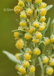 Image result for Artemisia absinthium