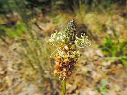 Attēlu rezultāti vaicājumam “Plantago lanceolata flower”