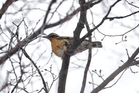 Image result for Ixoreus naevius