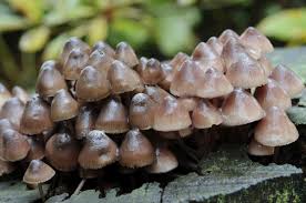 Attēlu rezultāti vaicājumam “Mycena haematopus”