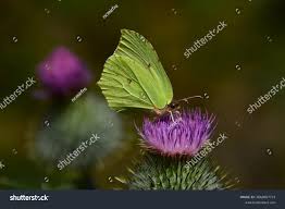 Attēlu rezultāti vaicājumam “Gonepteryx rhamni male”