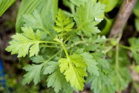 Image result for Artemisia annua