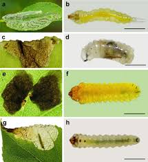 Attēlu rezultāti vaicājumam “Gracillaria syringella larva”