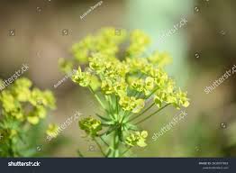 Attēlu rezultāti vaicājumam “Euphorbia virgata”