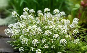 Attēlu rezultāti vaicājumam “Lobularia maritima”