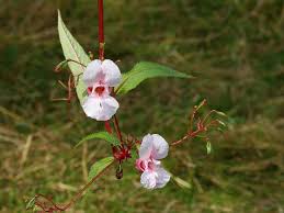 Attēlu rezultāti vaicājumam “Impatiens glandulifera flower”
