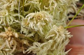 Attēlu rezultāti vaicājumam “Sphagnum wulfianum”