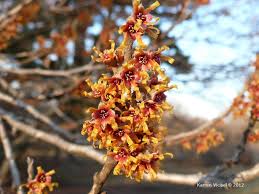 Attēlu rezultāti vaicājumam “Hamamelis vernalis bud”