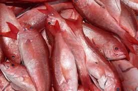 Image result for Rhomboplites aurorubens