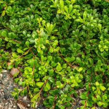 Attēlu rezultāti vaicājumam “Arctostaphylos uva-ursi”