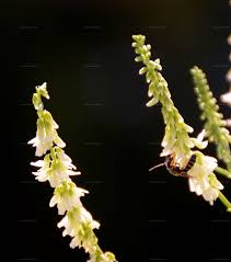 Attēlu rezultāti vaicājumam “Melilotus wolgicus flower”