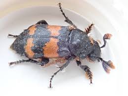 Attēlu rezultāti vaicājumam “Nicrophorus vespillo”