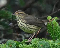 Image result for Seiurus noveboracensis