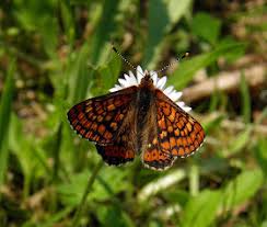 Attēlu rezultāti vaicājumam “Euphydrias aurinia”