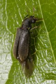 Attēlu rezultāti vaicājumam “Anobiidae”