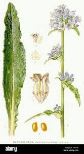 Attēlu rezultāti vaicājumam “Campanula cervicaria bud”