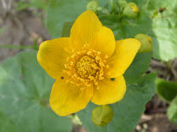 Attēlu rezultāti vaicājumam “Caltha palustris flower”