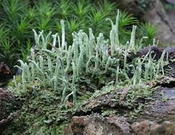 Attēlu rezultāti vaicājumam “Cladonia”