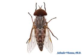 Attēlu rezultāti vaicājumam “Tabanidae”