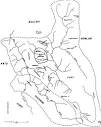 Northern Yukian Survey of California and Other Indian Languages