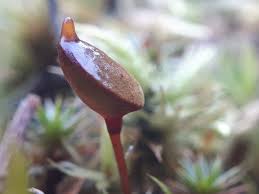 Attēlu rezultāti vaicājumam “Buxbaumia aphylla”