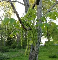 Attēlu rezultāti vaicājumam “Juglans cinerea leaf”