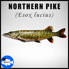Image result for Esox lucius