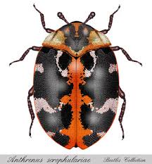 Attēlu rezultāti vaicājumam “Anthrenus scrophulariae”