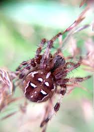 Attēlu rezultāti vaicājumam “Araneus quadratus male”