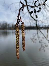 Attēlu rezultāti vaicājumam “Alnus glutinosa”