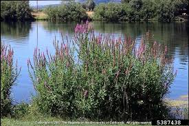 Attēlu rezultāti vaicājumam “Lythrum salicaria flower”