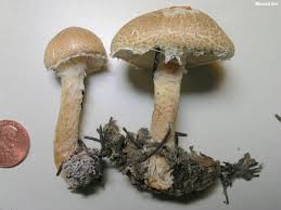 Attēlu rezultāti vaicājumam “Lepiota clypeolaria”