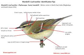 Image result for Phylloscopus humei