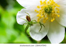 Attēlu rezultāti vaicājumam “Diaea dorsata male”