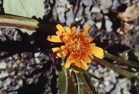 Image result for Agoseris major