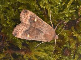 Attēlu rezultāti vaicājumam “Eupsilia transversa”