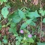 Image result for Knautia dipsacifolia