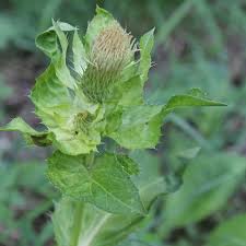 Attēlu rezultāti vaicājumam “Cirsium oleraceum leaf”