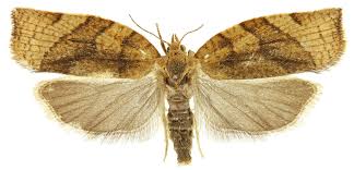 Attēlu rezultāti vaicājumam “Pandemis cerasana”