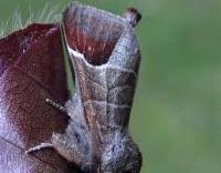 Attēlu rezultāti vaicājumam “Clostera curtula”