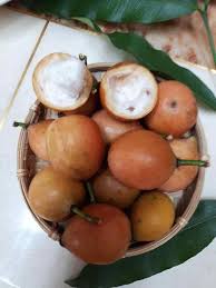 Attēlu rezultāti vaicājumam “Betula humilis fruit”