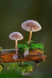 Attēlu rezultāti vaicājumam “Strobilurus esculentus”