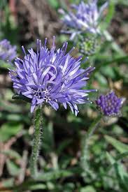 Attēlu rezultāti vaicājumam “Jasione montana”