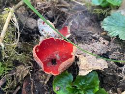 Attēlu rezultāti vaicājumam “Sarcoscypha austriaca”