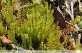 Attēlu rezultāti vaicājumam “Barbilophozia kunzeana”