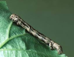 Attēlu rezultāti vaicājumam “Ectropis crepuscularia”