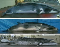 Image result for Balaenoptera bonaerensis