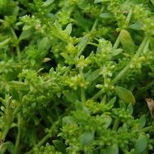 Attēlu rezultāti vaicājumam “Herniaria glabra flower”